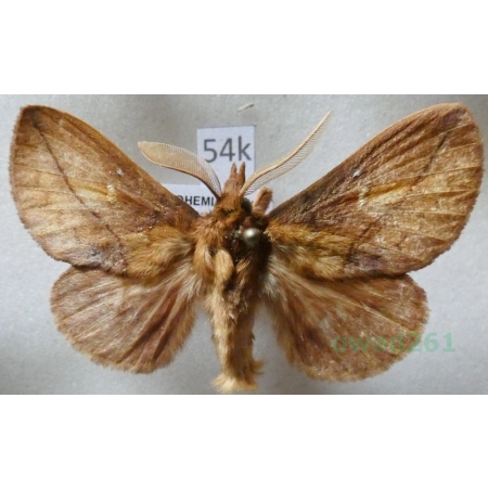 Euthrix potatoria (Linnaeus, 1758) male Barczatka napójka Czech54k